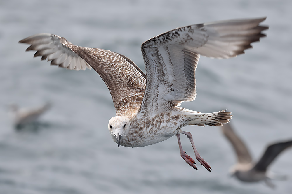 Caspian gull